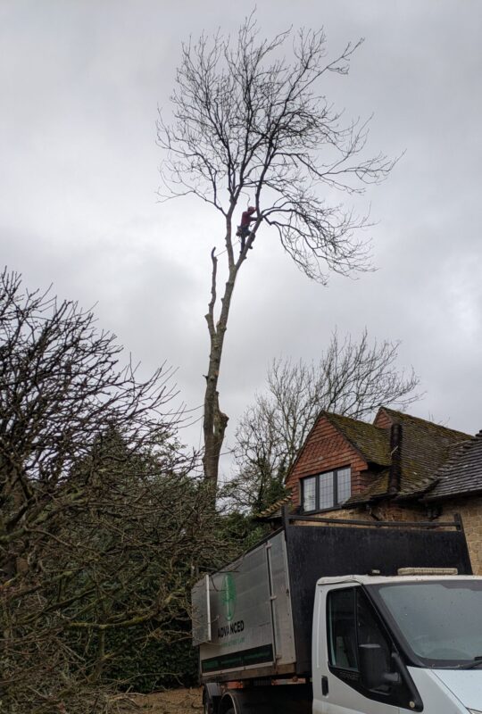 tree surgery godalming